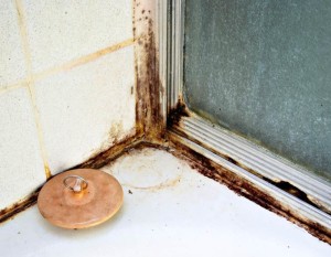 Mold Cleanup Skills