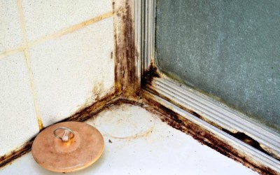Mold Cleanup Needed to Reduce Risk of Health Hazards