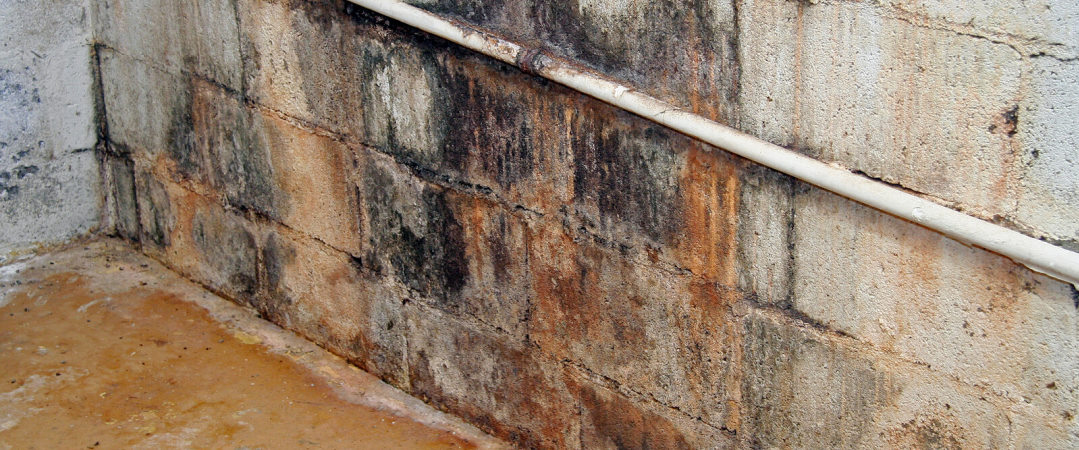 Mold Damage on Basement Wall